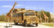 AFRICAM SAFARI